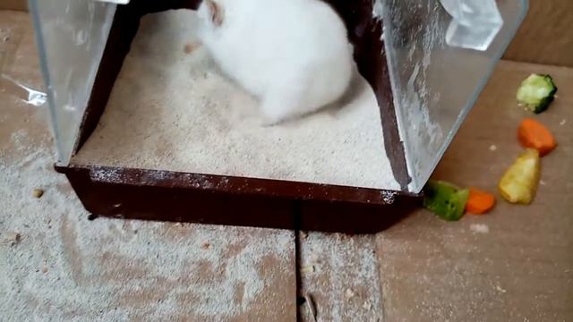 Чистота залог здоровья Роза смотреть онлайн