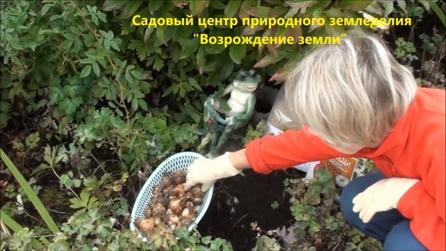 Как поступить с луковичными после выгонки?