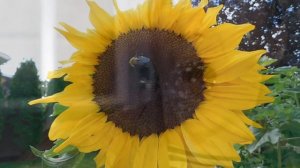 Почему никто Не Разводит Шмелей ? ► Вкусен Ли Шмелиный мед ?