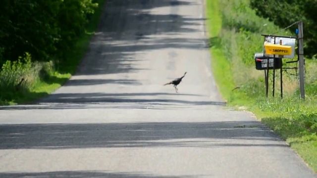 Song Sketch Project: Turkey Blues смотреть онлайн