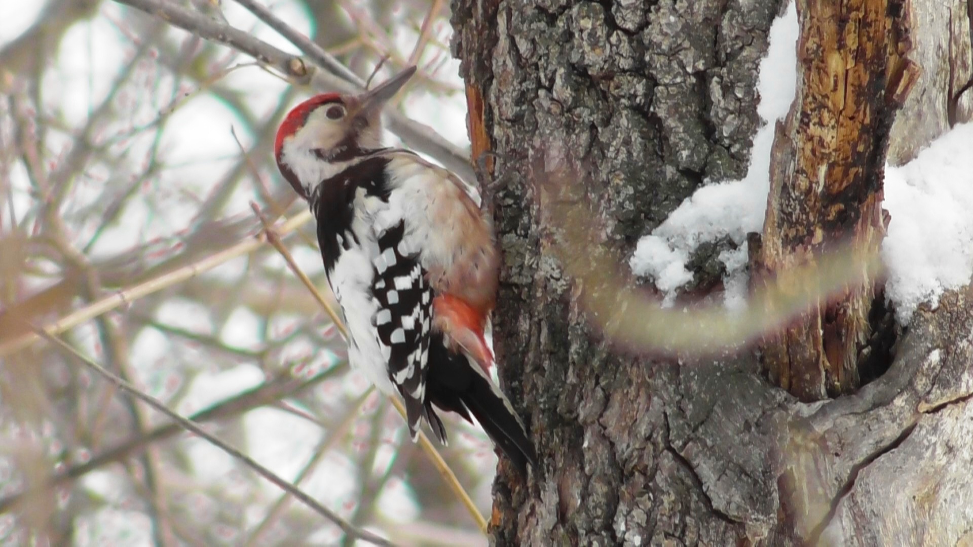 Белоспинный дятел за работой ( Dendrocopos leucotos ) смотреть онлайн