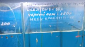 Новые рыбки и Обзор аквариума 54 л.