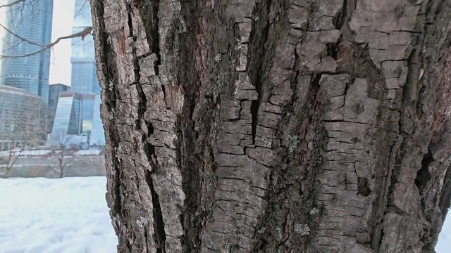 Фото и Видеосъемка Honor Magic 6 Pro