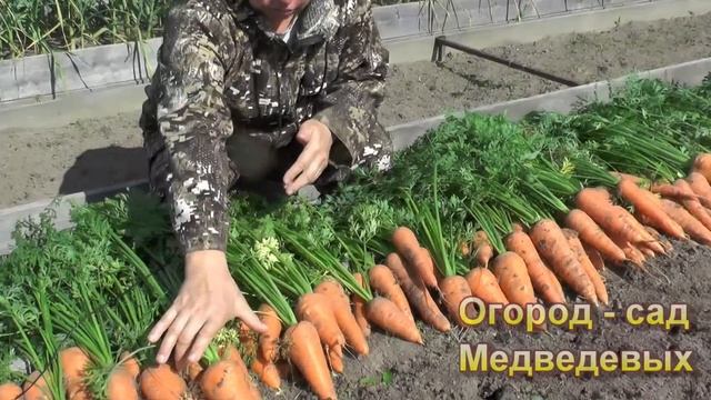 Как выросла морковь, посеянная двумя способами смотреть онлайн
