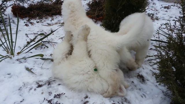 Щенкам 2 месяца, Белая Швейцарская Овчарка