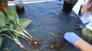 Аглаонема- ошибки при выращивание...