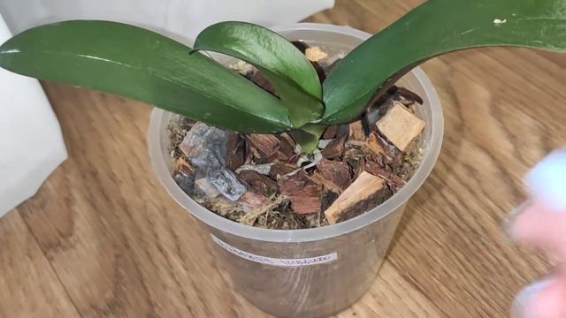 новые подростки по супер цене и в супер состоянии и супер сорта🥰 смотреть онлайн