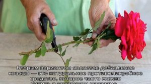 Что добавить в воду, чтобы розы дольше стояли