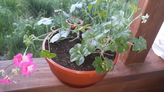 ВЫСАДКА ЭУСТОМЫ, ПЕЛАРГОНИИ, КАТАРАНТУСА/ЦВЕТОЧНЫЕ МИКСЫ/ОТПУСК?? смотреть онлайн