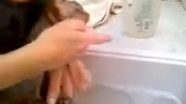 Devon rex taking a bath .mp4 смотреть онлайн