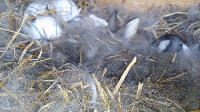 Новорождённые кролики/Осмотр гнёзд после окрола смотреть онлайн