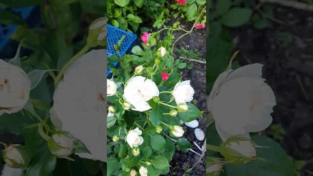 Прекрасная фломентанс смотреть онлайн