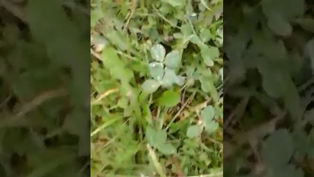 1часть выгуливаем хомячков))) смотреть онлайн