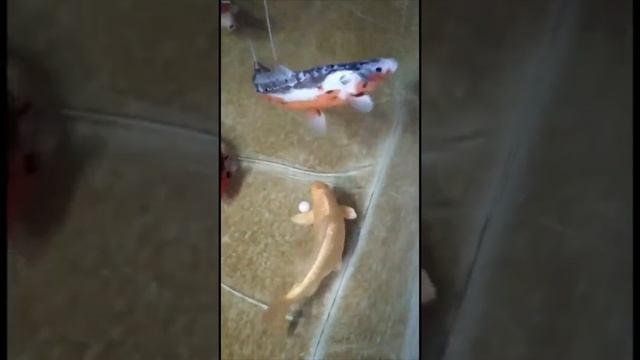 Рыбалка во время карантина? смотреть онлайн