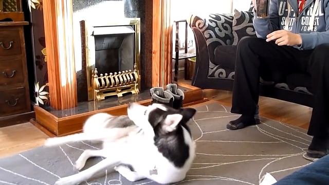 ТОП5 Пород СОБАК смотреть онлайн