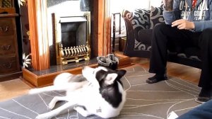 ТОП5 Пород СОБАК