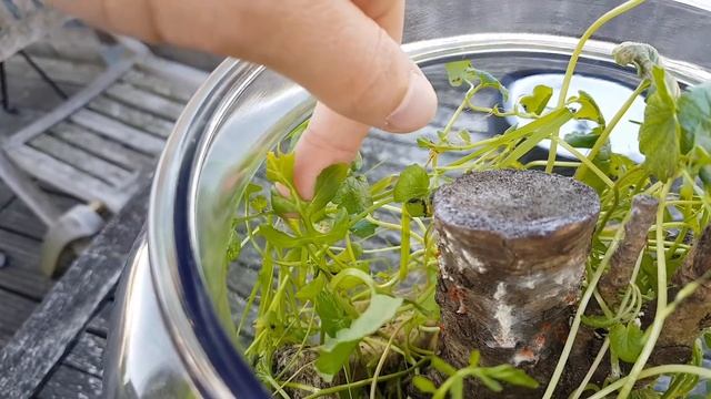 Big Closed Terrarium - 1 Month Update смотреть онлайн