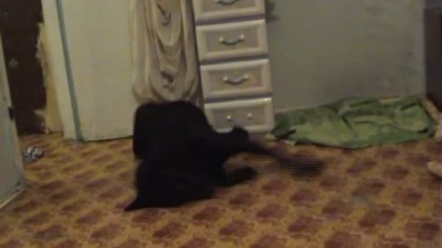 Овчарка Жарослава отжигает под лезгинку смотреть онлайн