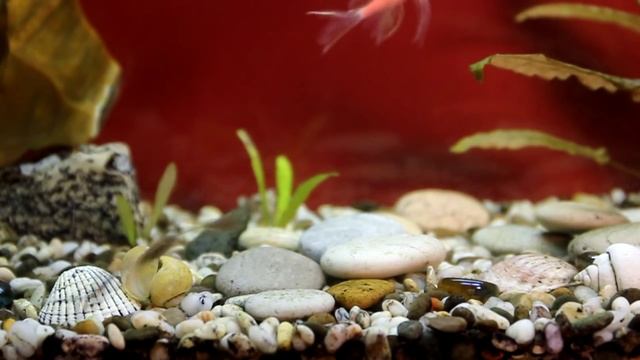 microkiller ленточник смотреть онлайн