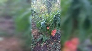 Новинка !!!  Это надо видеть! Супер-карлик.  Миниатюрный нектарин (Miniature Nectarine). Дегустация