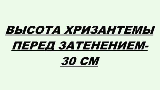ЕСТЬ ЛИ КОМНАТНАЯ ХРИЗАНТЕМА? смотреть онлайн