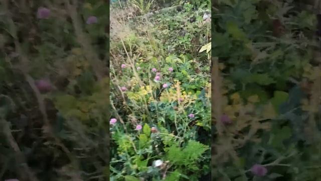 Как не надо сажать Морковь!!! Найти урожай. смотреть онлайн