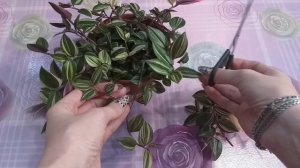 Это не Пинк Хилл, а Rainbow Hill?Узнала название своей традесканции?Укоренение?Про Письмо Ютуб