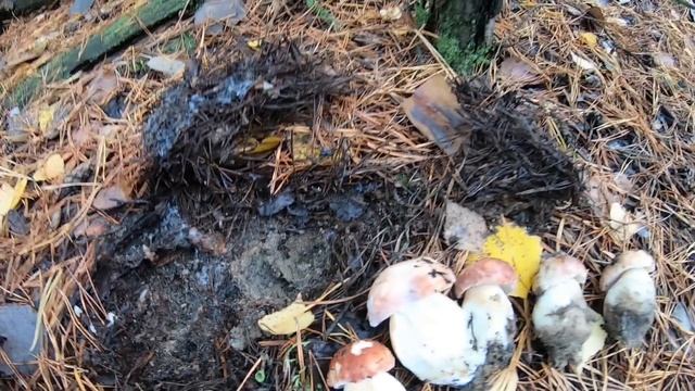 Лес ЗАРОС ГРИБАМИ!! РЫЖИКИ ЛЕЗУТ И ЛЕЗУТ!!! Сбор грибов в ноябре смотреть онлайн