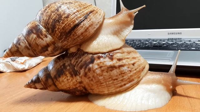 САМАЯ БОЛЬШАЯ УЛИТКА АХАТИНА И ЕЩЁ РАСТЕТ???СОЛИМ ЯЙЦА УЛИТОК АХАТИН смотреть онлайн
