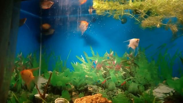 Гурами # скалярии в 300-литровом аквариуме смотреть онлайн