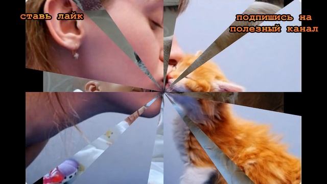 ★Больше никогда не буду целовать домашних животных. Кошки передают ТОКСОПЛАЗМОЗ. Собаки – Фелиноз. смотреть онлайн