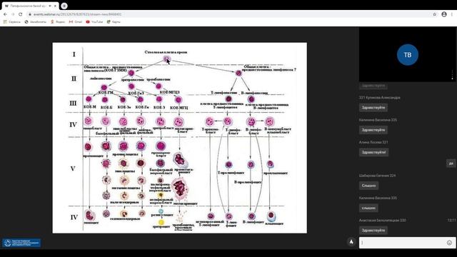 Патофизиология белой крови смотреть онлайн