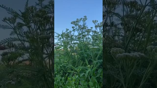 Медитация "Настрой на день" смотреть онлайн