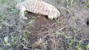 Капский варан !!! Охота степной варан