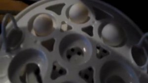 Инкубатор и яйцо попугая Кореллы