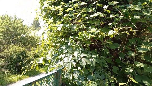 Туя заросшая виноградом изабелла смотреть онлайн