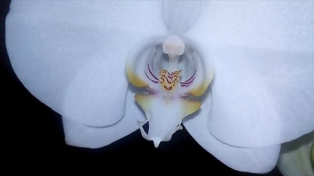 Орхидея,цветение, фаленопсис белый смотреть онлайн