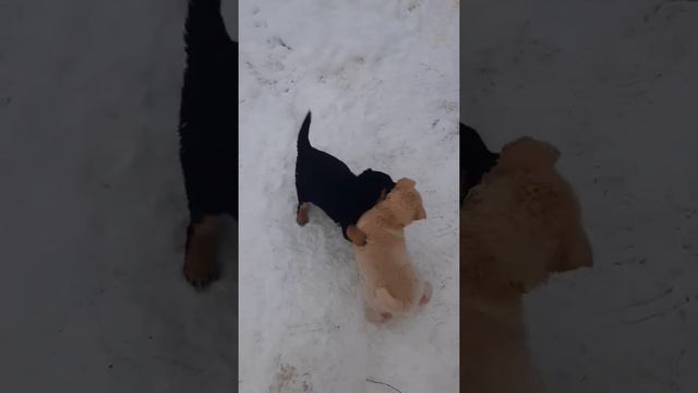 Саг чанг смотреть онлайн