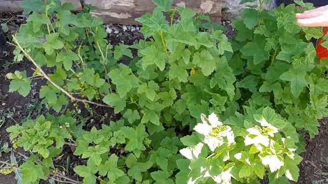 Галловая ТЛЯ с Смородины Осыпалась После народного способа борьбы с вредителем. смотреть онлайн