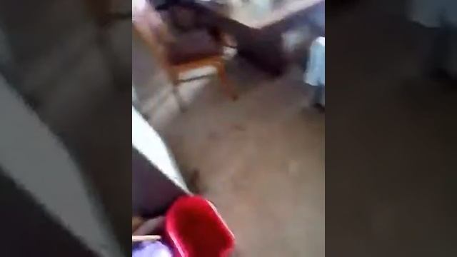 Ледяные забавы