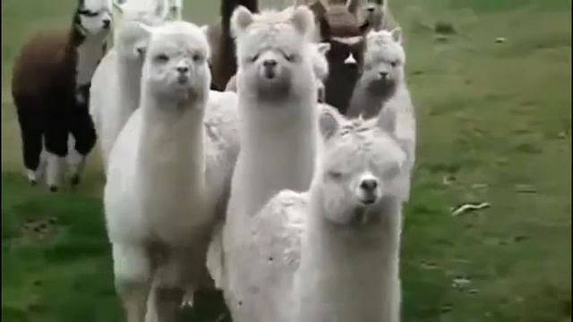 Lama is out four a walk смотреть онлайн