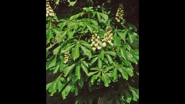 КОНСКИЙ КАШТАН  (AESCULUS)  сем. Конскокаштановые