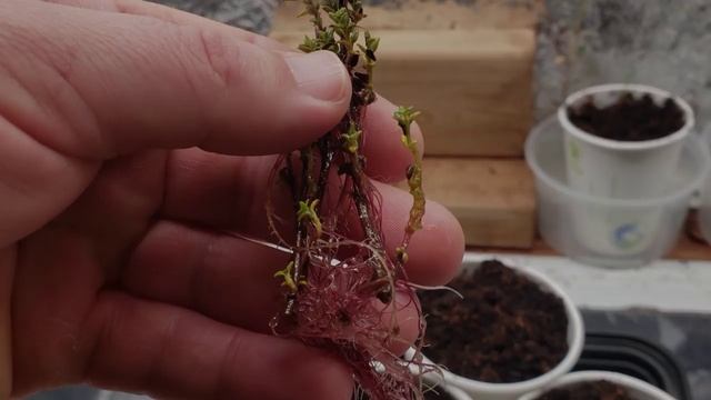 Grow Unlimited Thyme From Cuttings смотреть онлайн