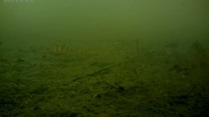 Зимняя рыбалка на глаз. Окунь