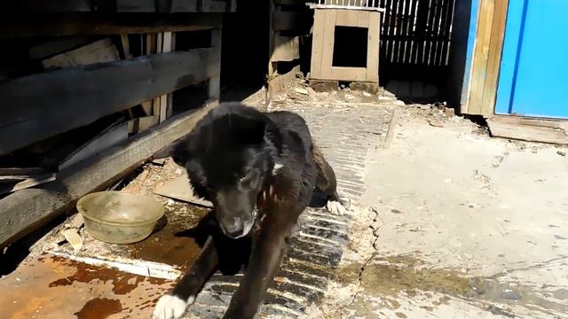 голодный пёс смотреть онлайн