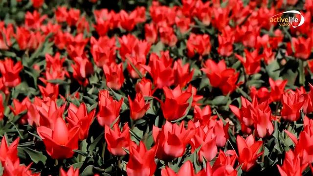 Велопутешествие по Голландии | сезон тюльпанов смотреть онлайн