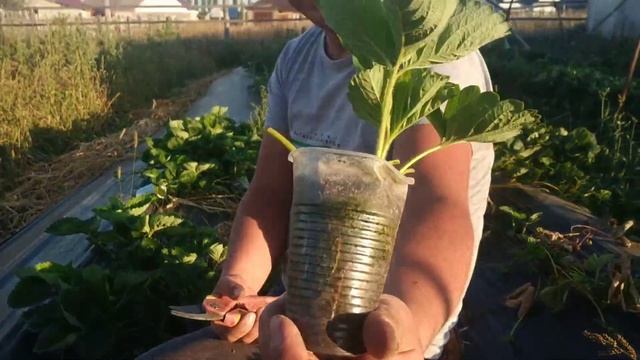 Как проще укоренить усы у клубники?! Кавказские танцы брата. смотреть онлайн