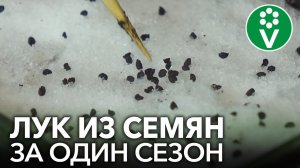 КАК ПОСЕЯТЬ ЛУК НА РАССАДУ? Репчатый лук из семян за один сезон!