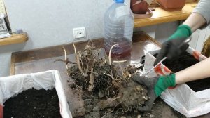 Канна. ч.1.  2021г. Цветок. Проращивание перед посадкой в грунт.