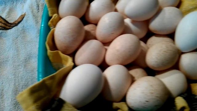 Инкубация по шагам индюшиных яиц для чайников / Первые шесть суток